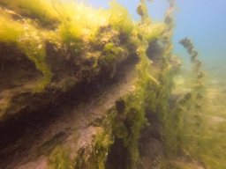 immersioni-estate22 25